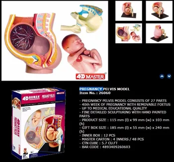 4d Master Cilvēka Anatomija Modelis Puzzle Grūtniecības Iegurņa Bērnu Samontēti Medicīniskās Izglītības, Medicīnas Anatomijas Redzējumu Puzzle Rotaļlietas