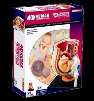 4d Master Cilvēka Anatomija Modelis Puzzle Grūtniecības Iegurņa Bērnu Samontēti Medicīniskās Izglītības, Medicīnas Anatomijas Redzējumu Puzzle Rotaļlietas Attēls 2